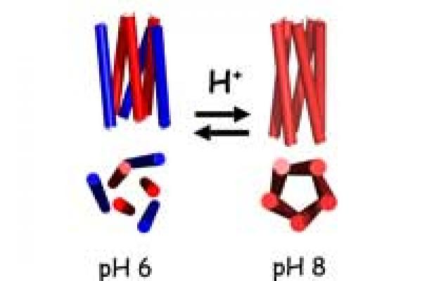 A De Novo Designed Coiled-Coil Peptide with a Reversible pH-Induced Oligomerization Switch