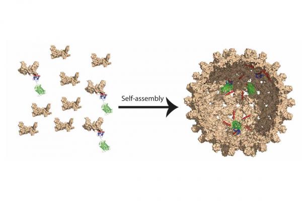 A Protein‐Based Encapsulation System with Calcium‐Controlled Cargo Loading and Detachment