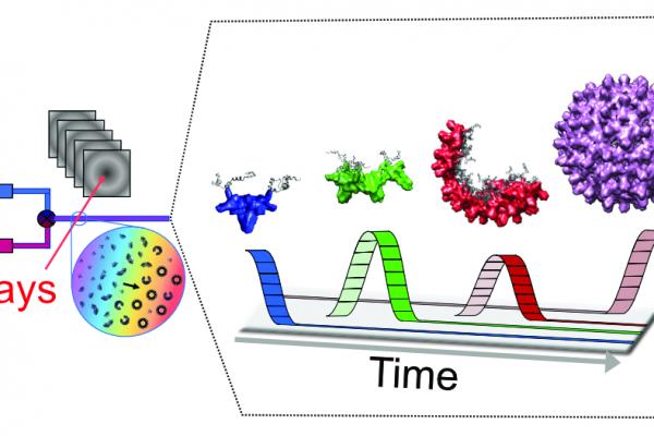 Assembly of Capsids from Hepatitis B Virus Core Protein Progresses through Highly Populated Intermediates in the Presence and Absence of RNA