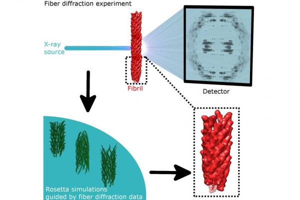 Automated determination of fibrillar structures by simultaneous model building and fiber diffraction refinement