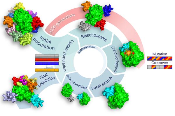 A memetic algorithm enables efficient local and global all-atom protein-protein docking with backbone and sidechain flexibility