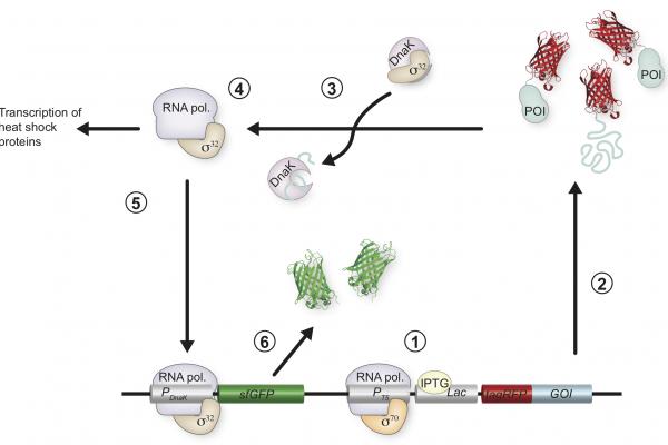 DnaK response to expression of protein mutants is dependent on translation rate and stability